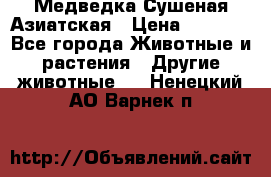 Медведка Сушеная Азиатская › Цена ­ 1 400 - Все города Животные и растения » Другие животные   . Ненецкий АО,Варнек п.